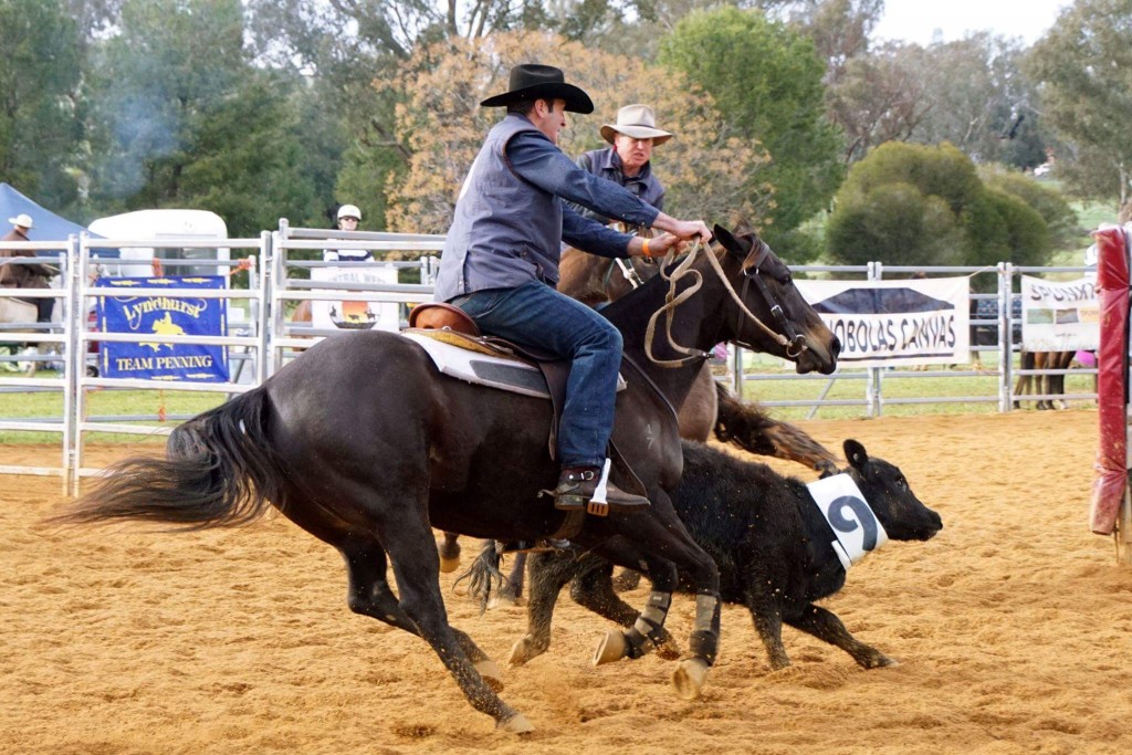 team-penning-the-canowindra-phoenix