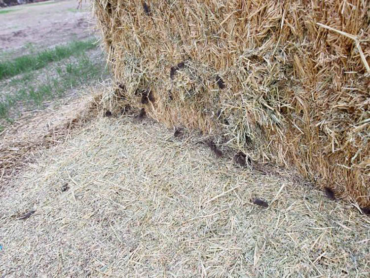 Caution On Mice Contaminated Hay